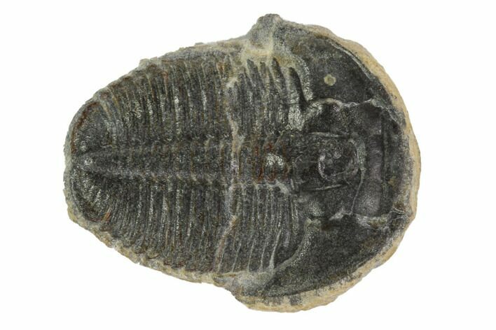 Elrathia Trilobite Fossil - Utah #97007